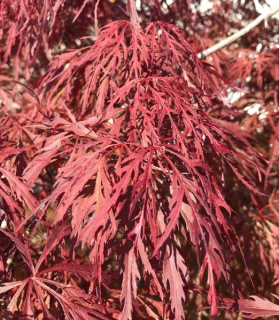 Acer palmatum Dissectum 'Firecracker'